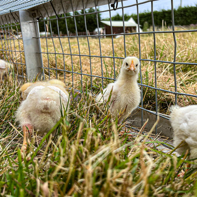 Cute chicks safe in there coop