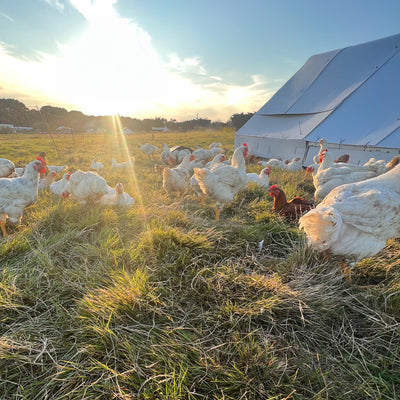 Chickens enjoying the pasture at rosewood acres