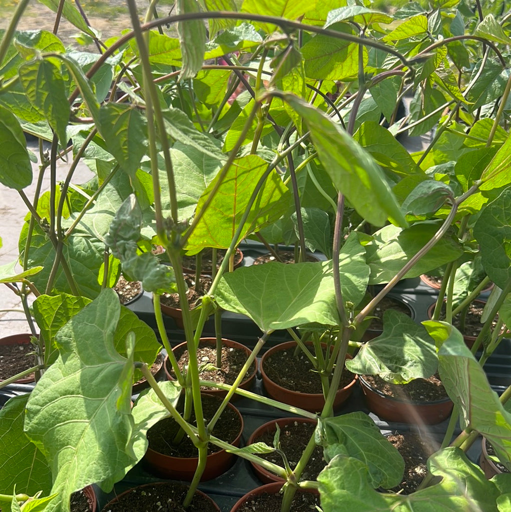 Runner beans plant